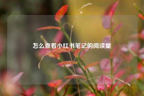怎么查看小红书笔记的阅读量  第1张